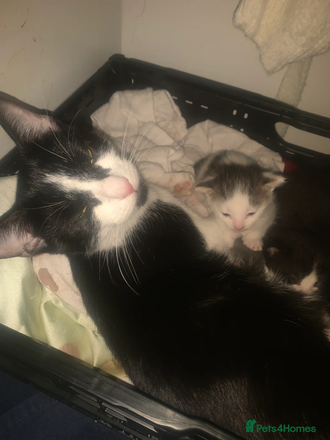 Mixed Breed cats for sale: 4 beautiful kittens for sale - Advert 10