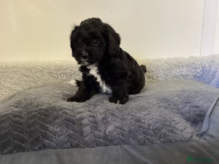 Cavapoo dogs - Advert 5