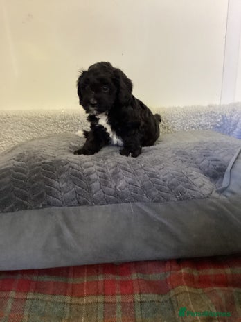 Cavapoo dogs - Advert 1