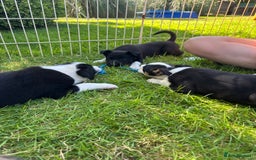 Mixed Breed dogs for sale: 6 collie cross kelpie pups  - Image 3