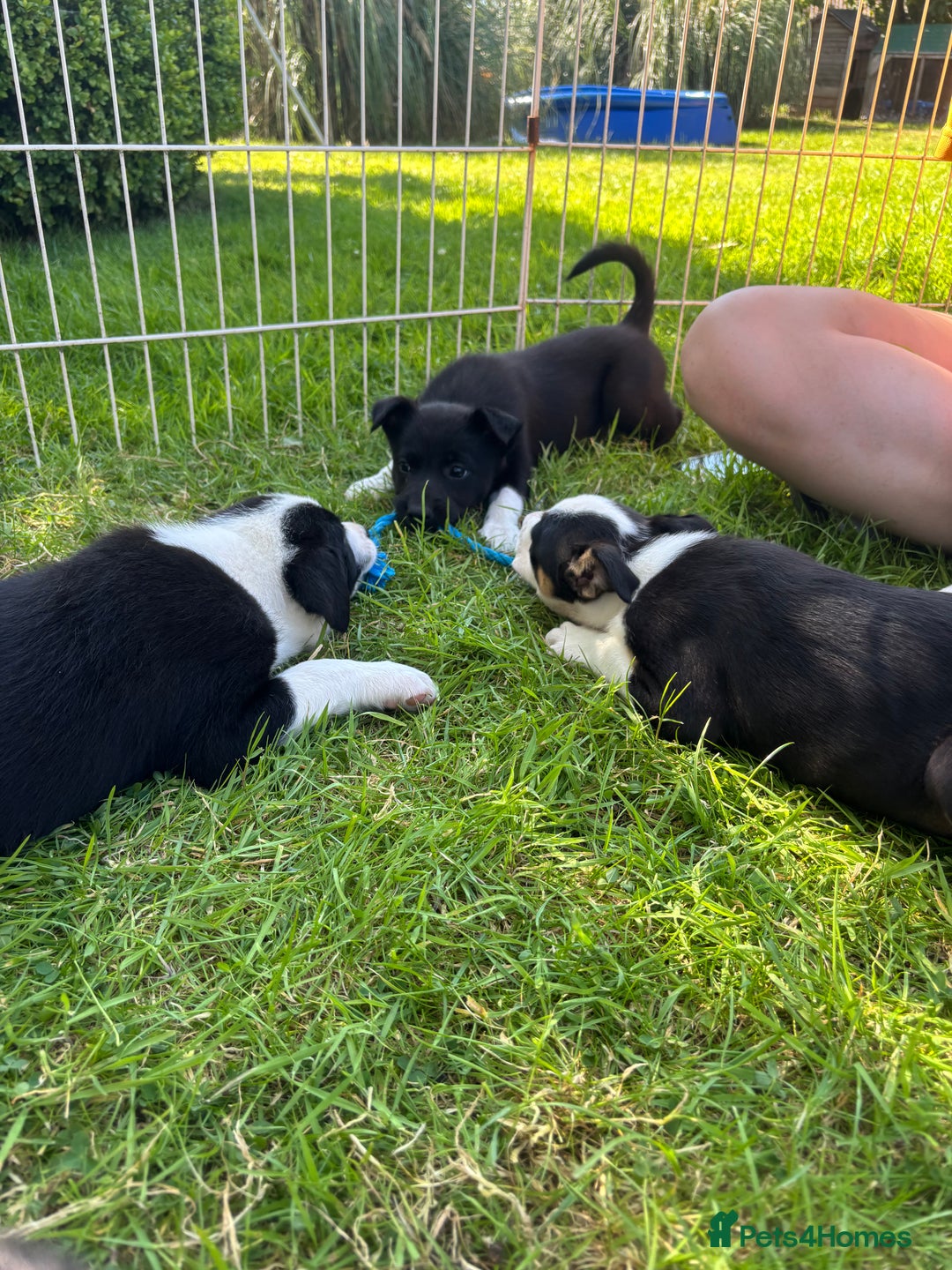 Mixed Breed dogs for sale: 6 collie cross kelpie pups  - Image 3