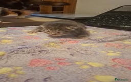 Mixed Breed cats for sale: 1 kitten left ready  2nd sept  - Image 9