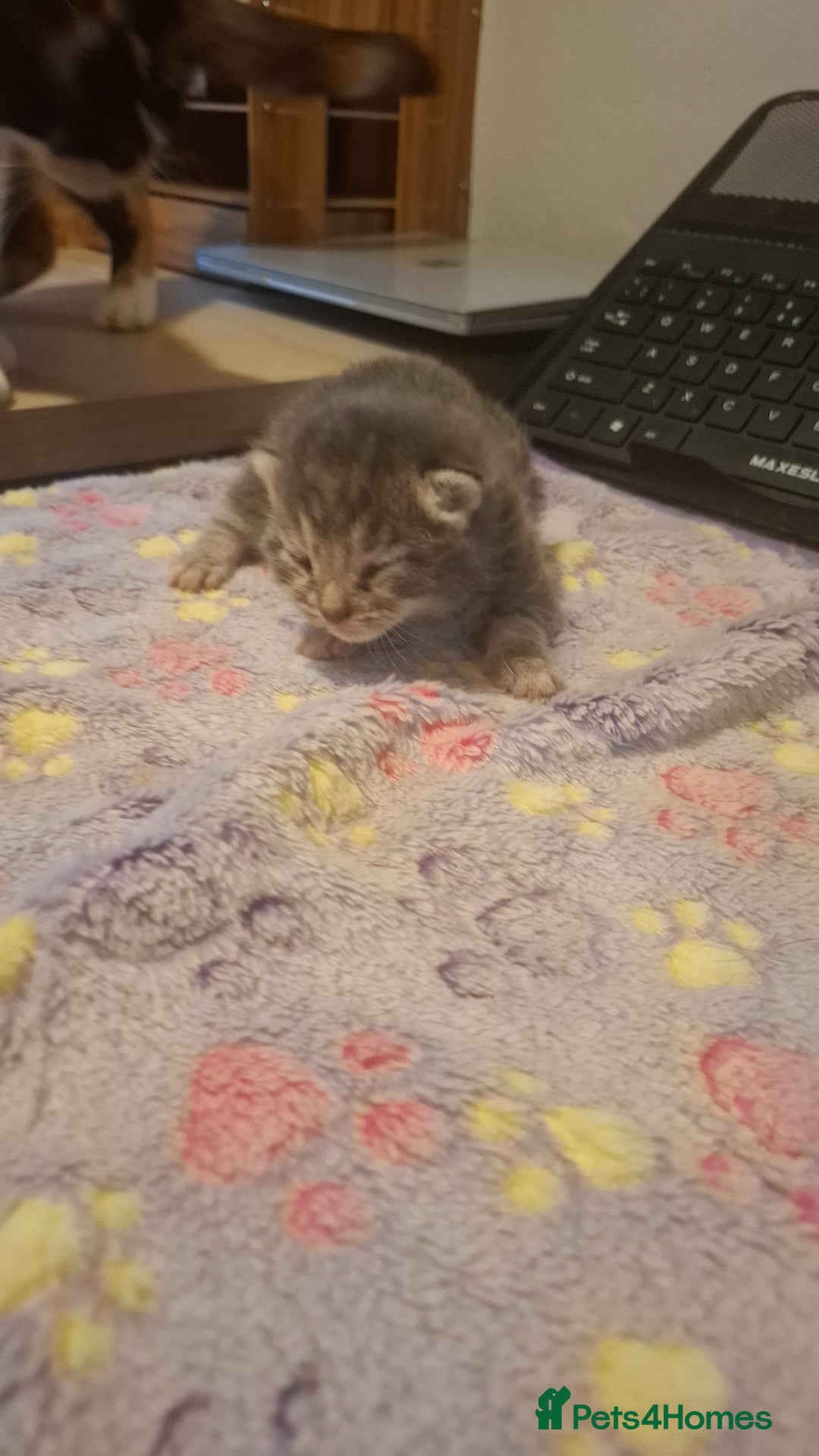Mixed Breed cats for sale: 1 kitten left ready  2nd sept  - Image 9