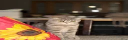 British Shorthair cats for sale: Scottish Fold/ Straight kittens available now - Advert 32
