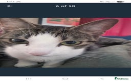 British Shorthair cats for sale: 4 female cats to rehome - Image 6