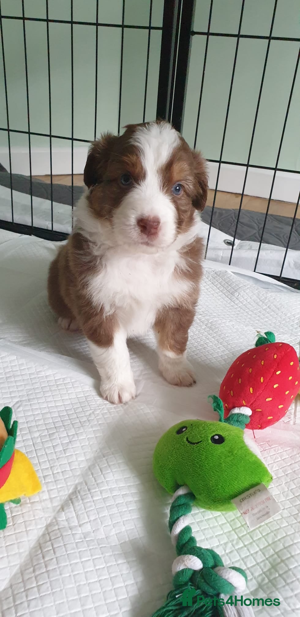 Australian Shepherd dogs Australian sheperd puppys for sale - Advert 6