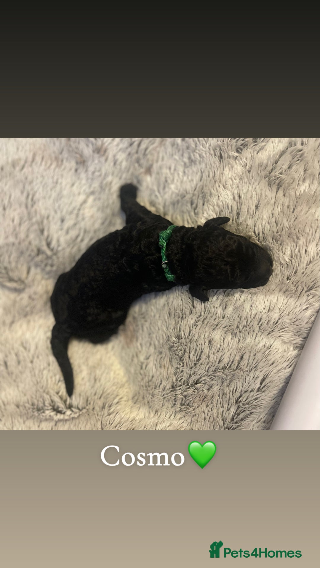 Cockapoo dogs for sale: F1b Cockapoos - Image 2