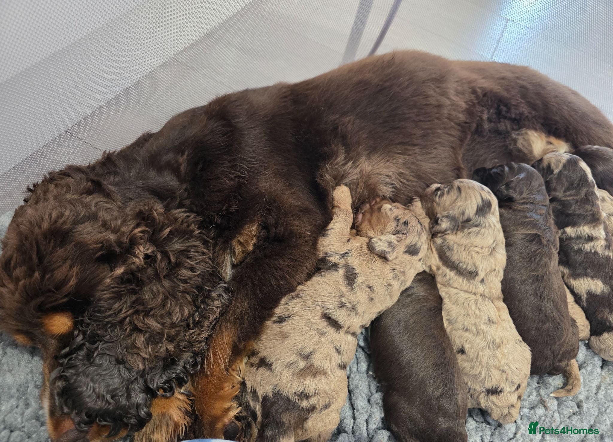 Cockapoo dogs Stunning extensively health tested cockapoos  - Advert 2