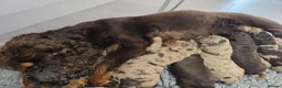 Cockapoo dogs for sale: Stunning extensively health tested cockapoos  - Advert 8