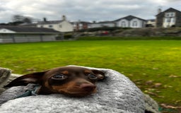 Mixed Breed dogs for sale: chiweenie pup for sale  - Advert 2