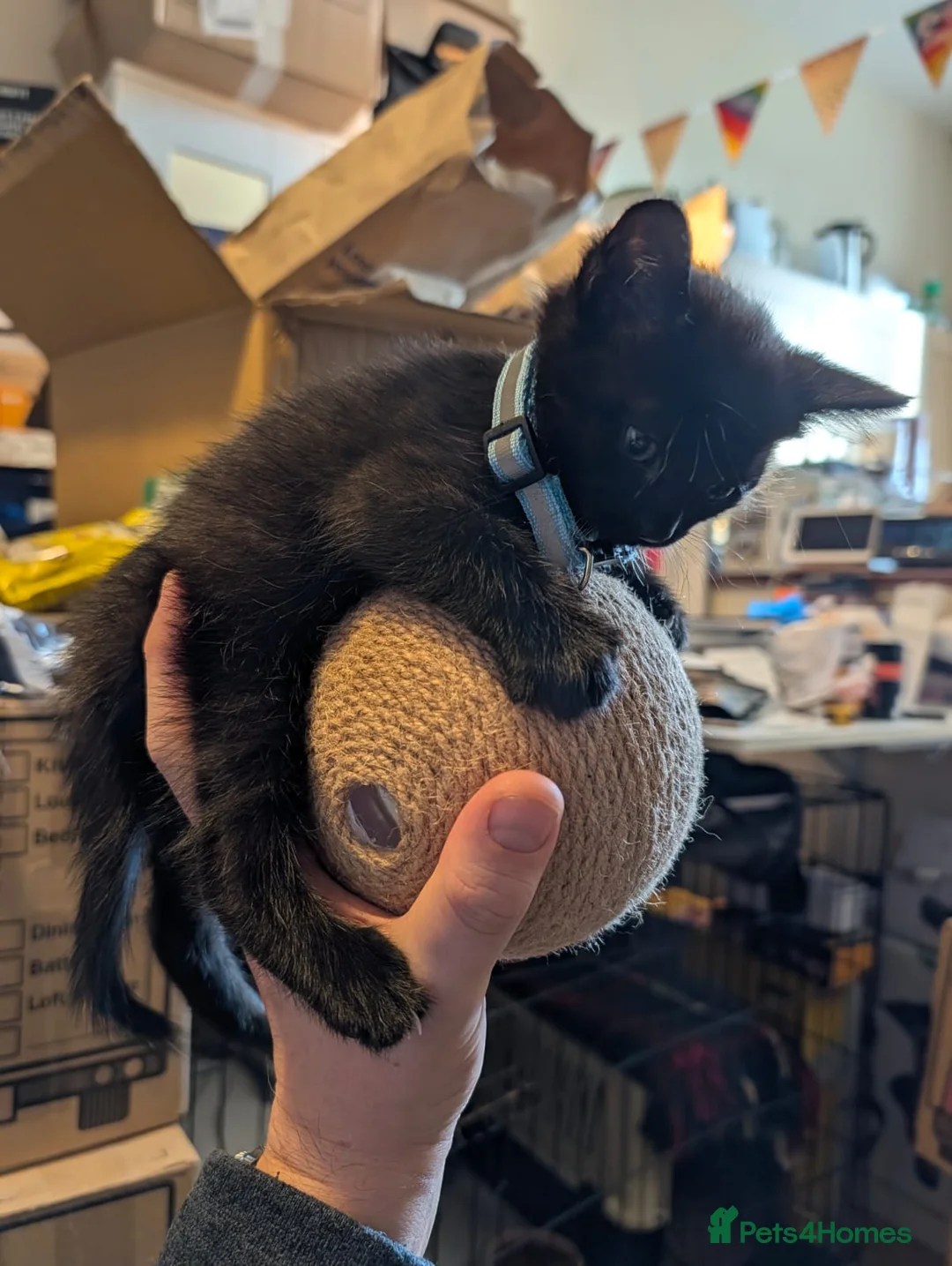 Bombay cats for sale: 🐾 Loving Homes Wanted for 4 Roxy’s Kittens 🐾 - Advert 24