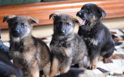 German Shepherd dogs for sale: German Shepherd Puppies - Image 22