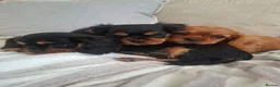 Cavalier King Charles Spaniel dogs for sale: Kc Reg health tested (❤️‍🩹nebl3/mmnv/n available) - Advert 11