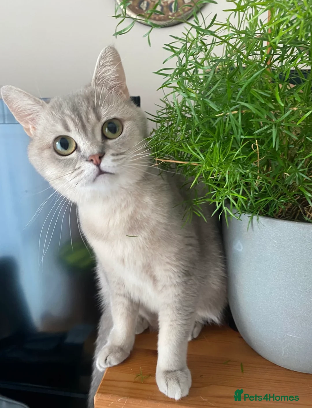 British Shorthair cats for sale: British Shorthair Cat Looking for a Loving Home - Advert 2