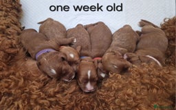 Cavapoo dogs for sale: Beautiful F1 cavapoo puppies - Image 20