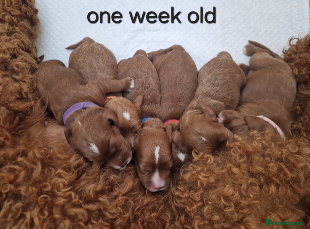 Cavapoo dogs for sale: Beautiful F1 cavapoo puppies - Image 20