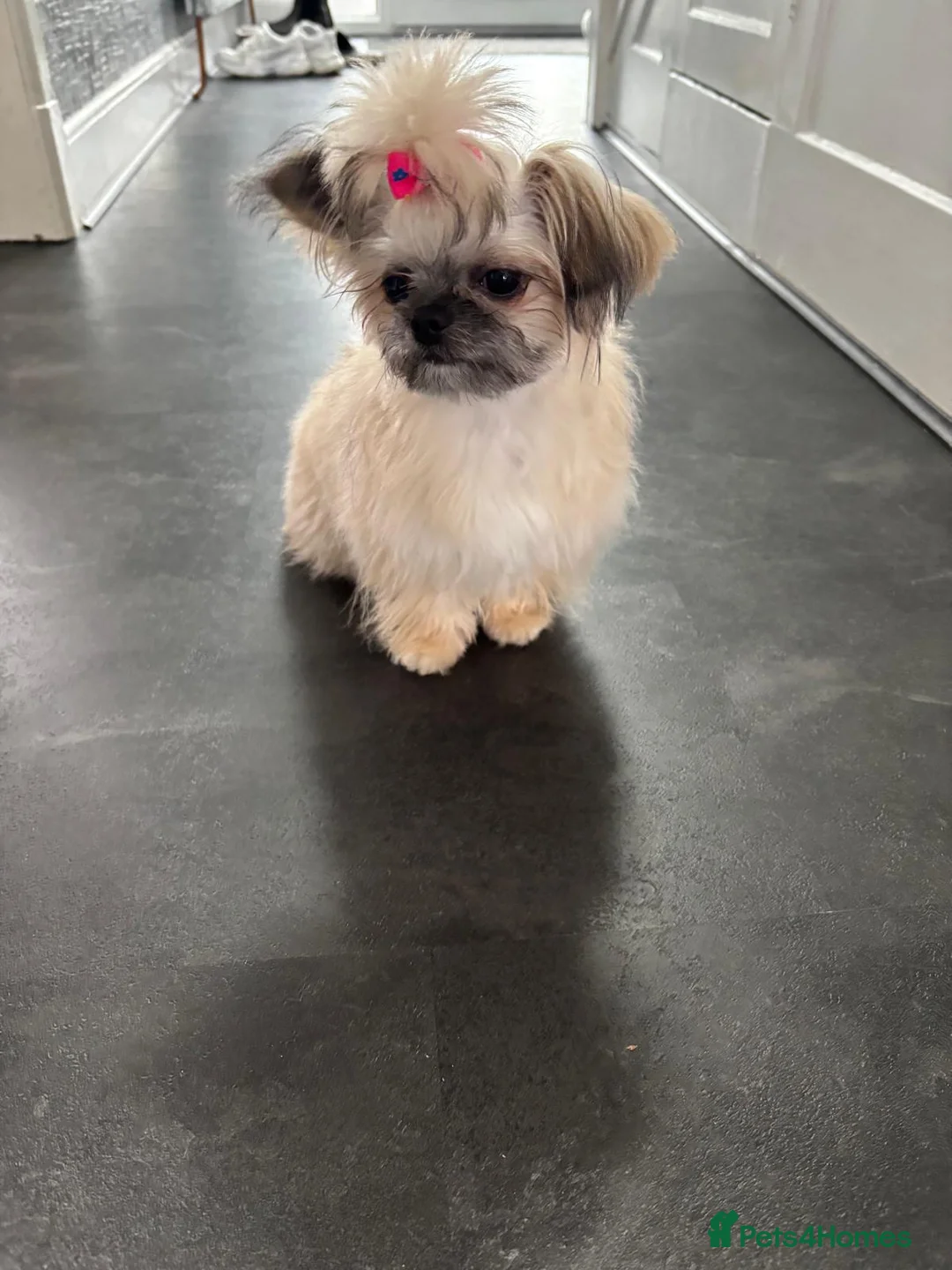 Mixed Breed dogs for sale: Hi I’m Lucy  - Advert 4