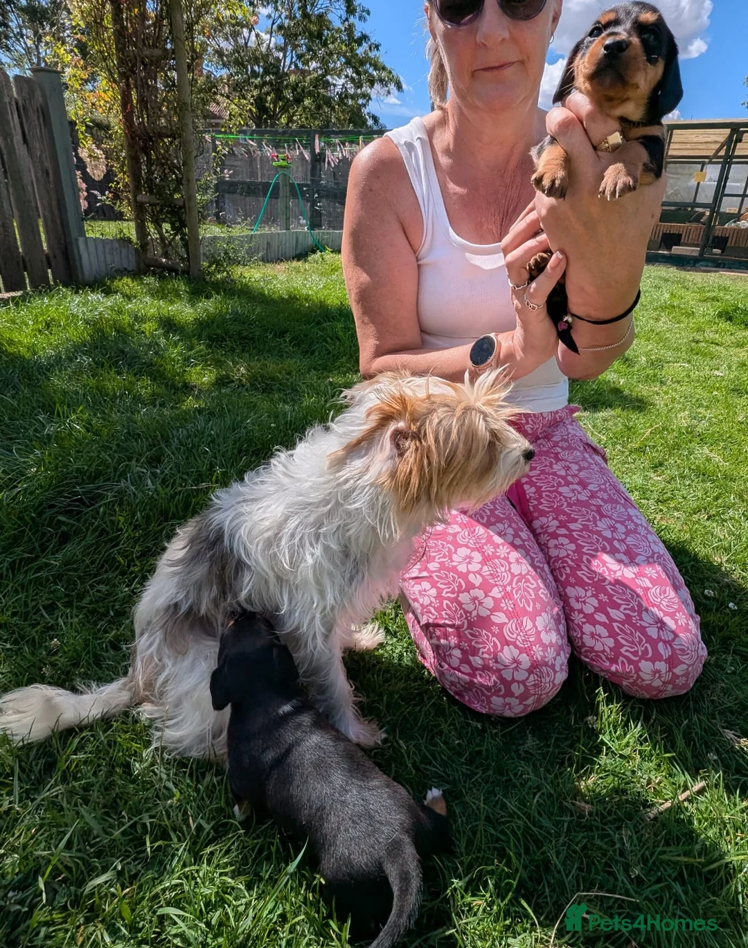 Mixed Breed dogs for sale: Yorkshire terrier x jack x mini daxi - Advert 2