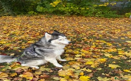 Siberian Husky dogs for sale: Ace is looking for is forever home  - Image 5