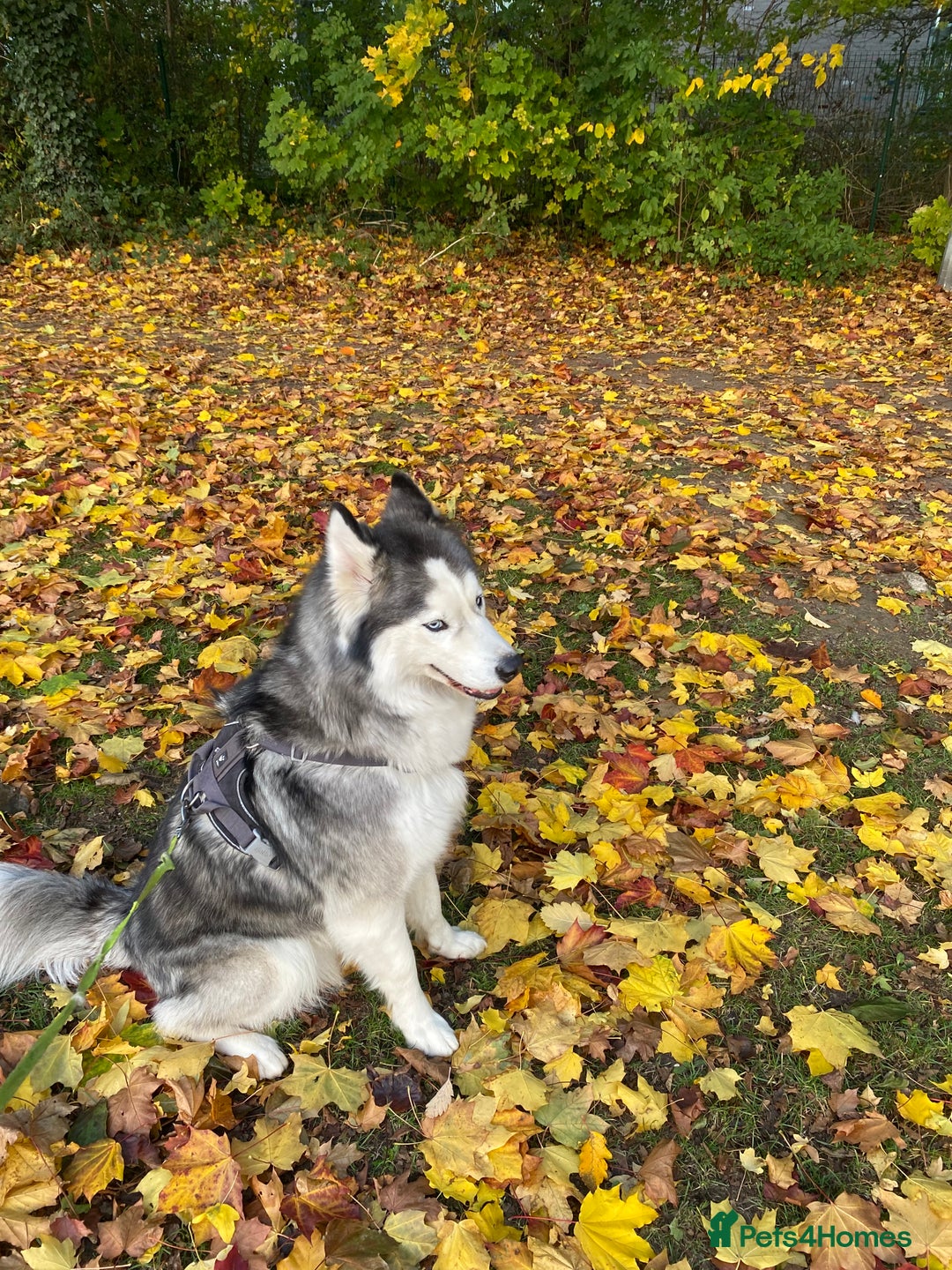 Siberian Husky dogs for sale: Ace is looking for is forever home  - Image 5
