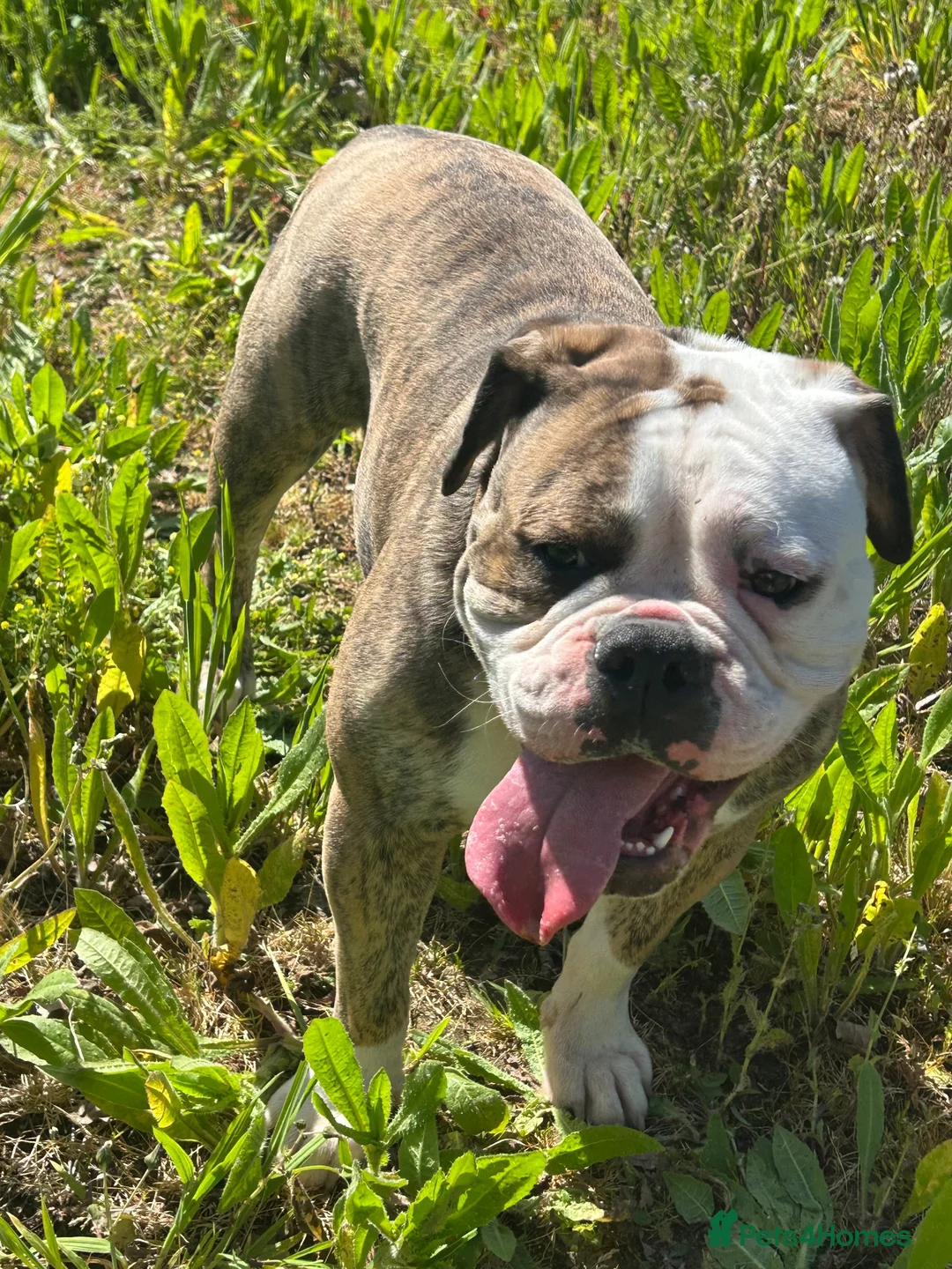 Olde English Bulldogge dogs for stud: Olde English bulldogge king  - Advert 2
