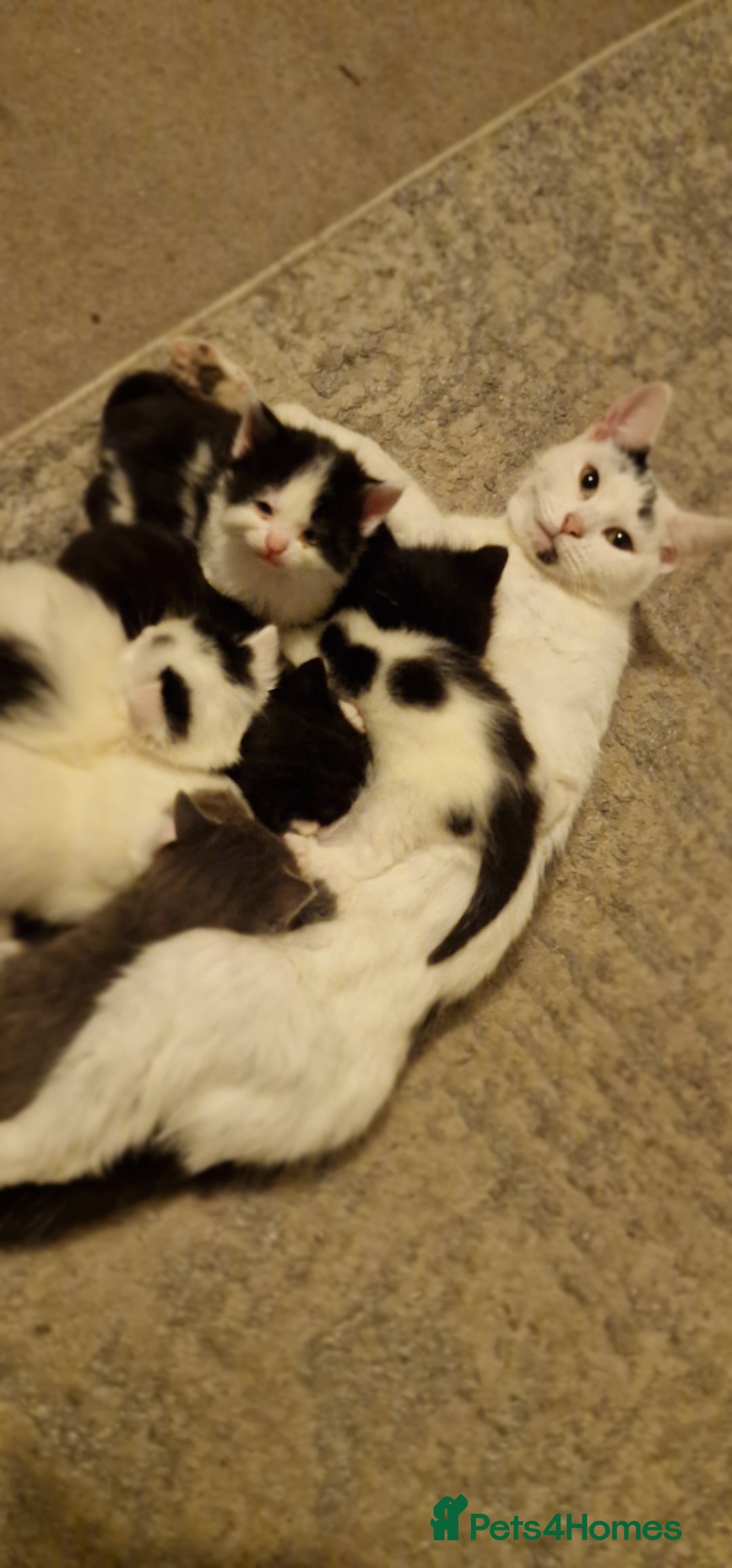 Mixed Breed cats for sale: Lovely Kittens  - Advert 6