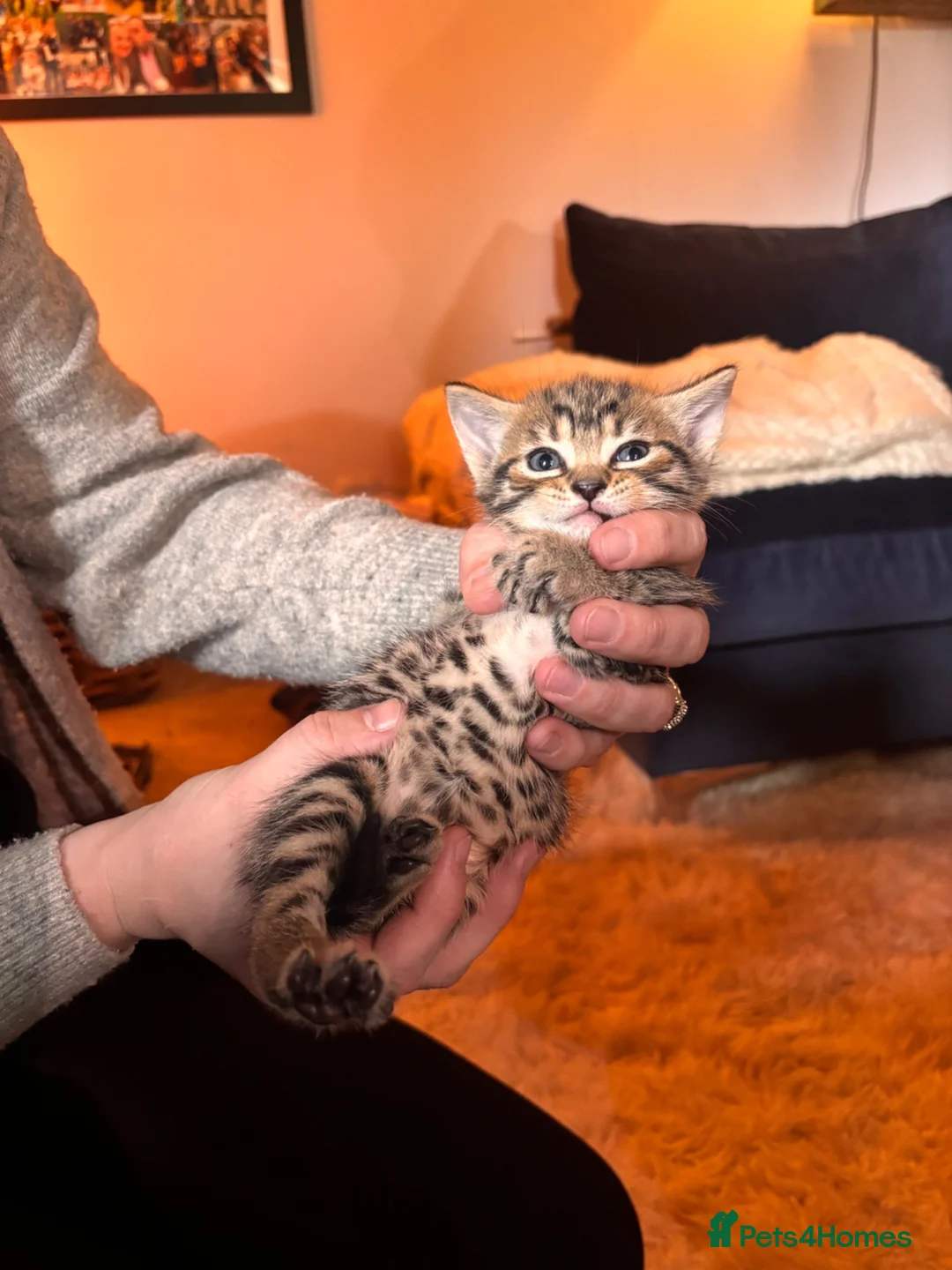 Mixed Breed cats for sale: Adorable kittens in Chesham - Advert 15