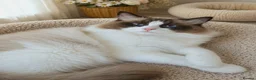 Ragdoll cats for sale: ✨ Exceptional Ragdolls,a distinguished lineage ✨ - Advert 5