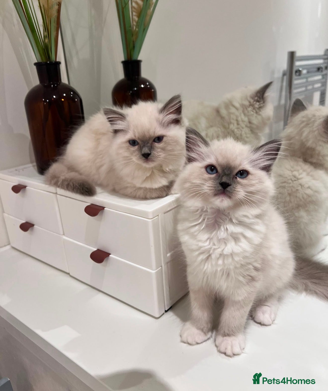 Ragdoll cats Active Ragdoll kittens✨ - Advert 1