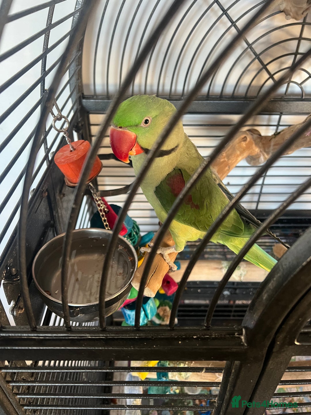 Parrots birds for sale: Male Alexandrian 1 year - Advert 4