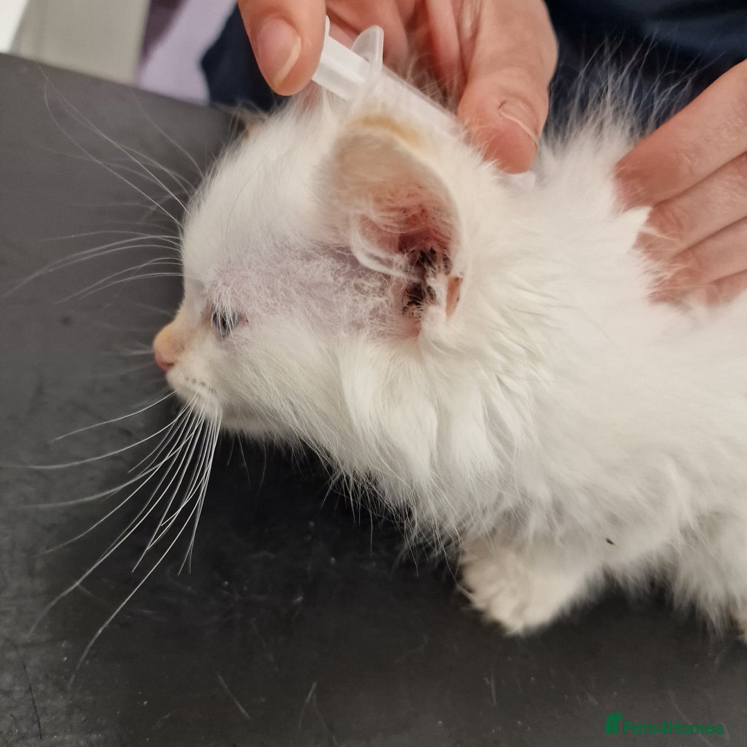 Ragdoll cats for sale: beautiful Ragdool ready for new parents - Image 11