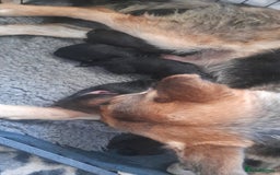German Shepherd dogs for sale: Beautiful German shepherd pups - Image 10
