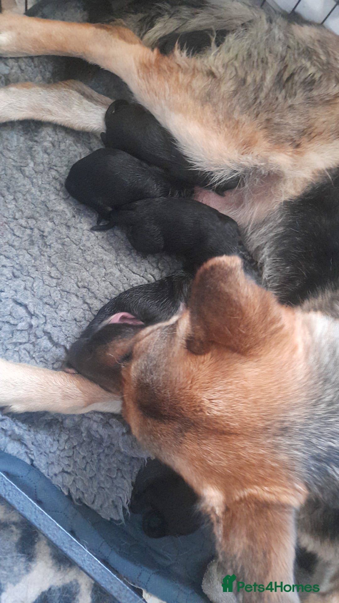 German Shepherd dogs for sale: Beautiful German shepherd pups - Image 10