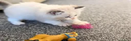 Ragdoll cats for sale: 🏆 GCCF Champion Ragdolls • Active Considered - Advert 33