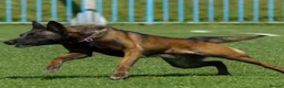 Belgian Shepherd Dog dogs for sale: FCI Female Family Protection Dog for Sale  - Advert 18