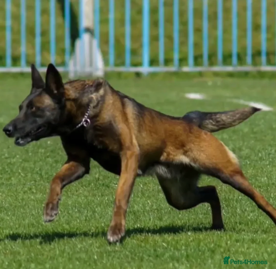 Belgian Shepherd Dog dogs for sale: FCI Female Family Protection Dog for Sale  - Advert 18