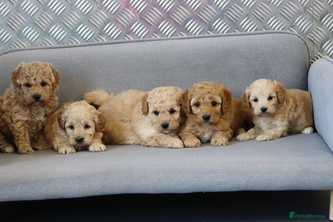 Cavapoochon dogs for sale: Cavapoochon puppies for sale - Advert 26