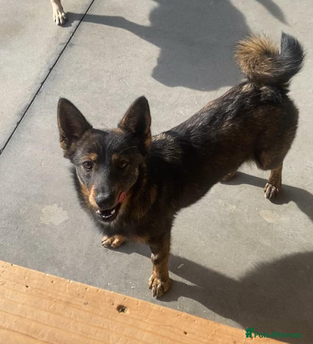 Mixed Breed dogs for adoption: Beatrice, 2 yrs approx. Available for adoption. - Advert 2