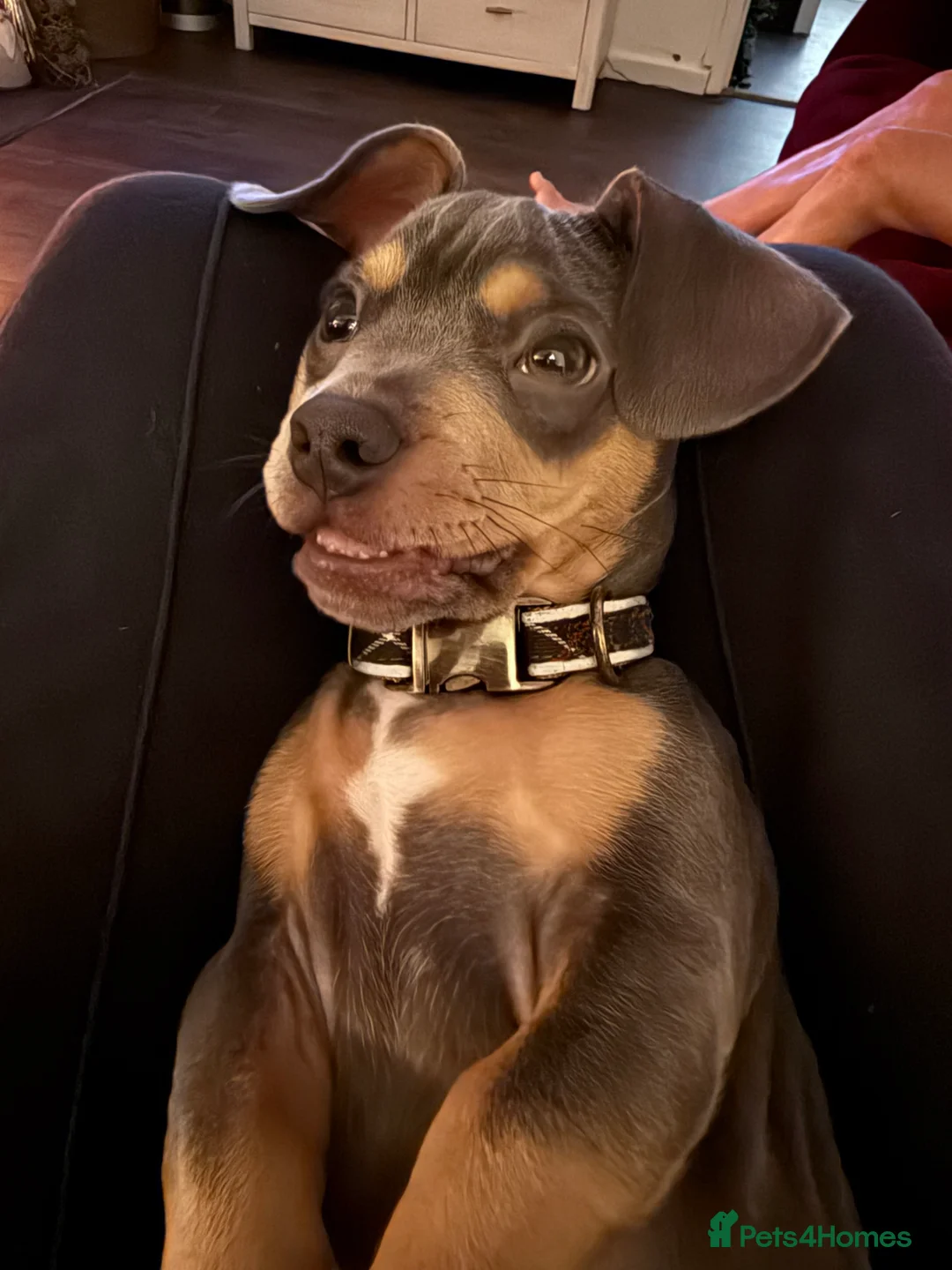 Mixed Breed dogs for sale: French x Miniature Daschund Boy  - Advert 4