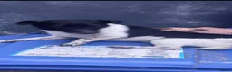 Jack Russell dogs for sale: 2 beautiful male Jack Russell pups  - Advert 5