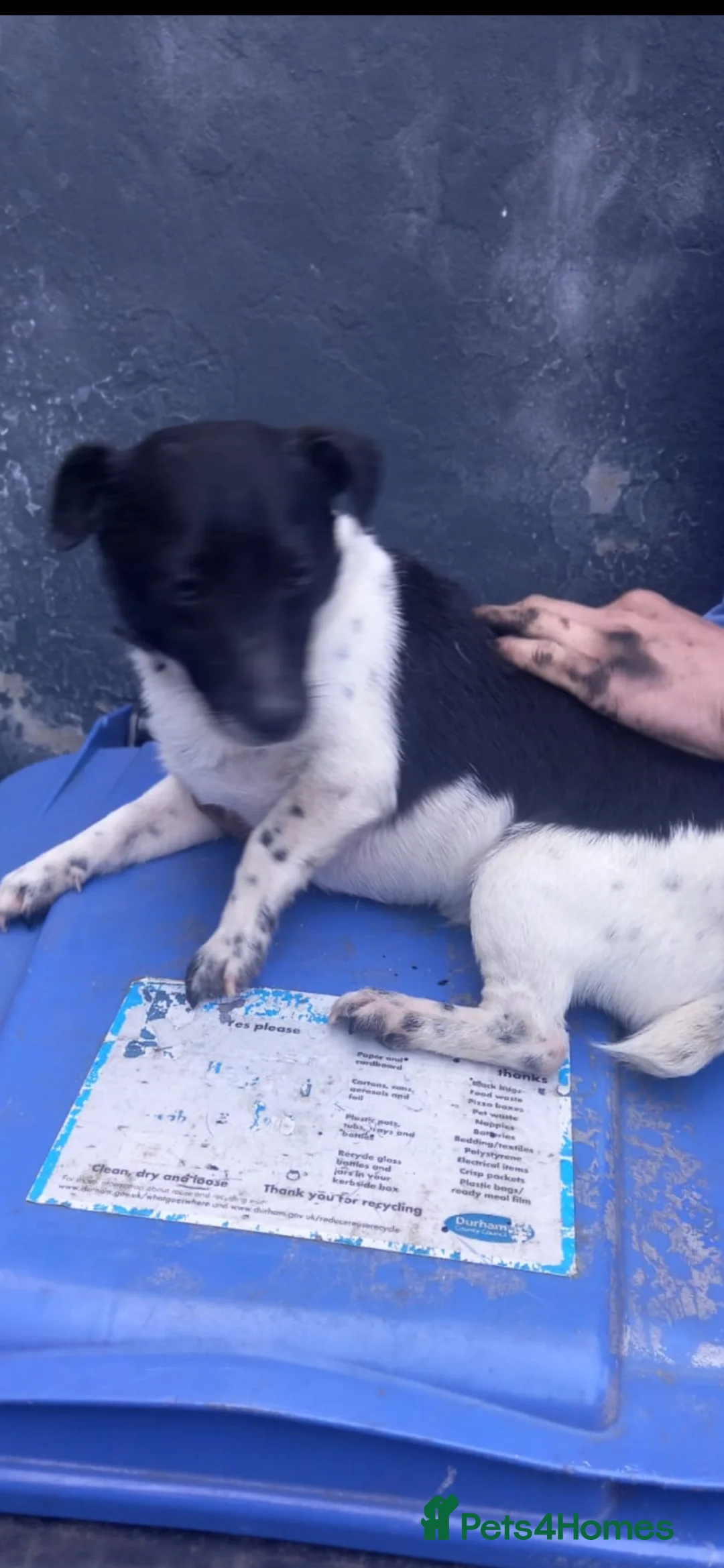 Jack Russell dogs for sale: 2 beautiful male Jack Russell pups  - Advert 5