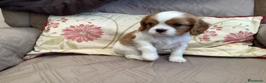 Cavalier King Charles Spaniel Puppy 1