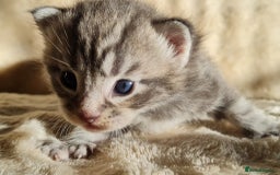 Maine Coon cats for sale: MAINE COONE KITTENS POLYDACTYL&NON POLYDACTYL   - Advert 16