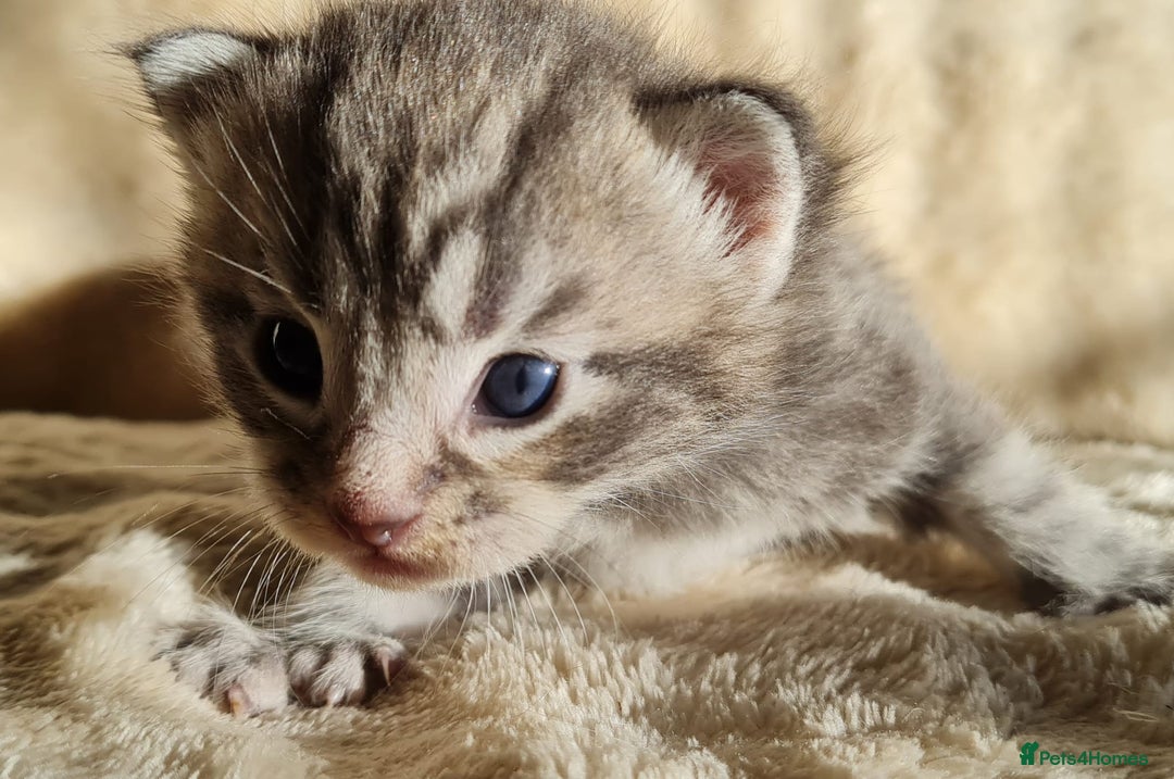 Maine Coon cats for sale: MAINE COONE KITTENS POLYDACTYL&NON POLYDACTYL   - Advert 16