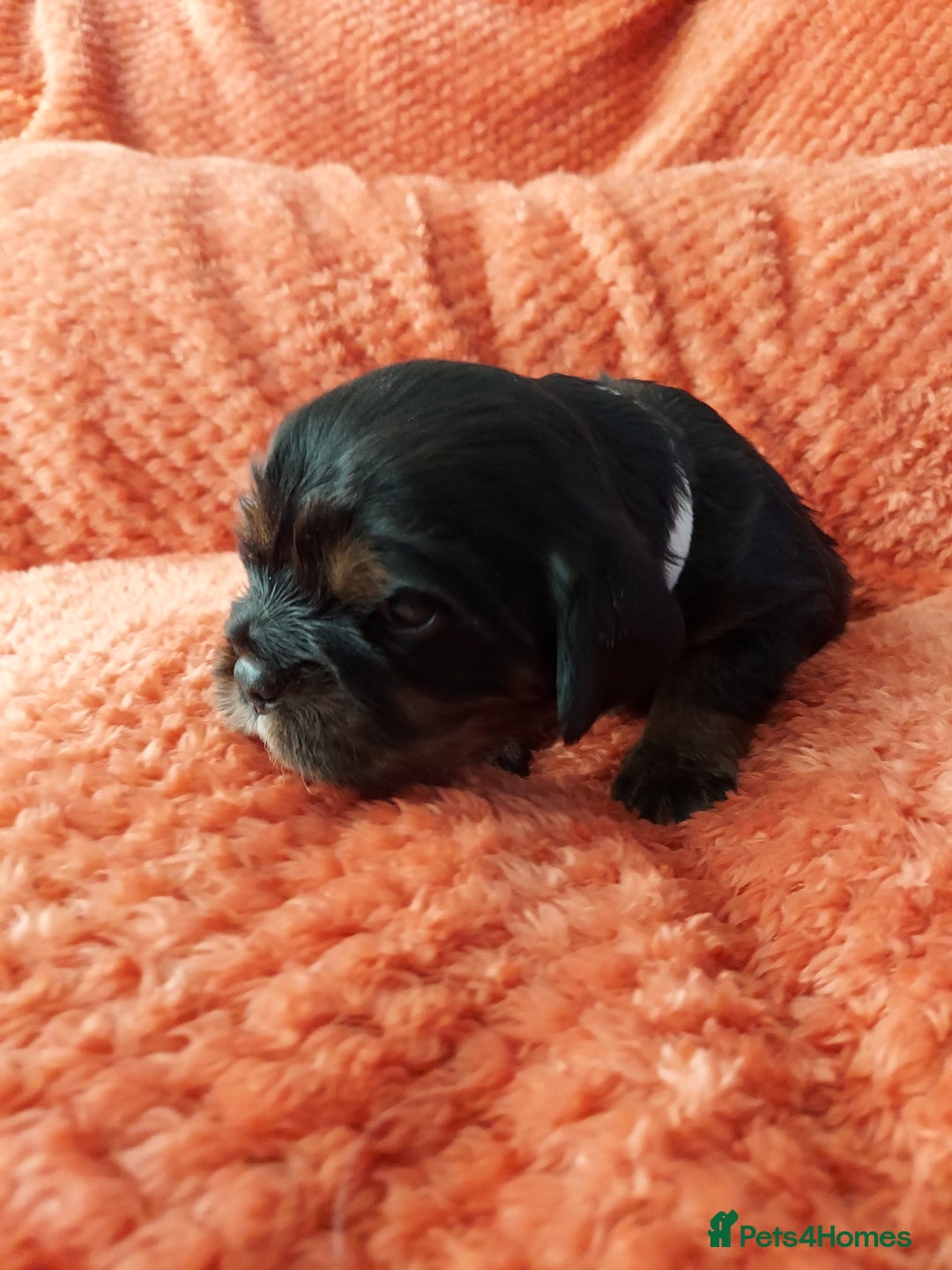 Cavalier King Charles Spaniel dogs for sale: GREAT QUALITY CKCS PUPPIES ( DWKC REGISTERED)/DNA - Advert 8