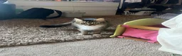 Mixed Breed cats for sale: 1 female kitten left - Advert 1