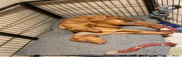 Hungarian Vizsla dogs for sale: Hungarian w/h vizsla s last 2 boys remaining  - Advert 9