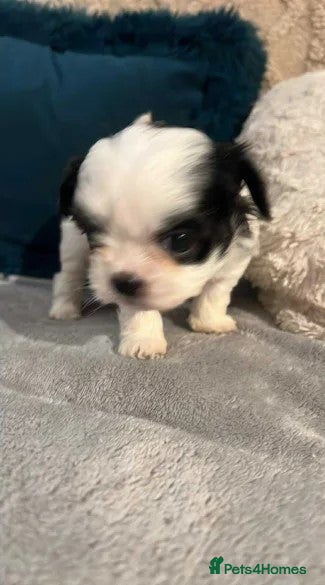 Bichon Frise dogs Beautiful Purebred Bichon Frise Puppies  male & fe - Advert 1