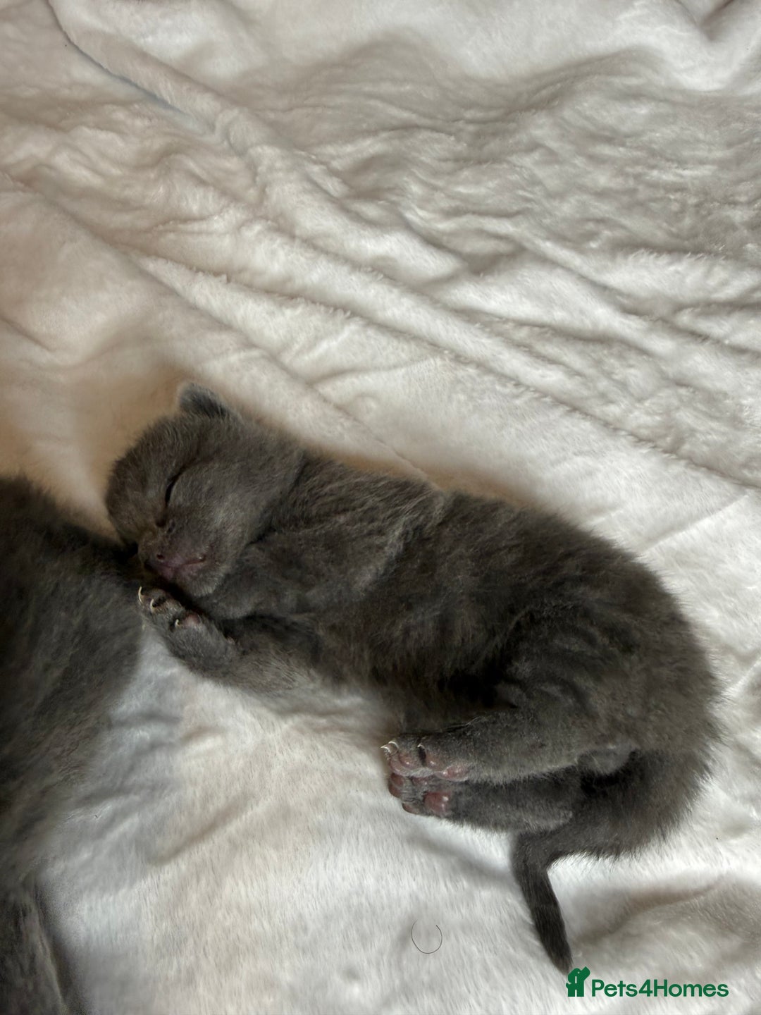 British Shorthair cats for sale: The cutest British Shorthair Grey Kittens  - Advert 11