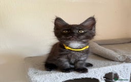 Maine Coon cats for sale: Pedigree GCCF Russian Import line Maine Coons - Image 19